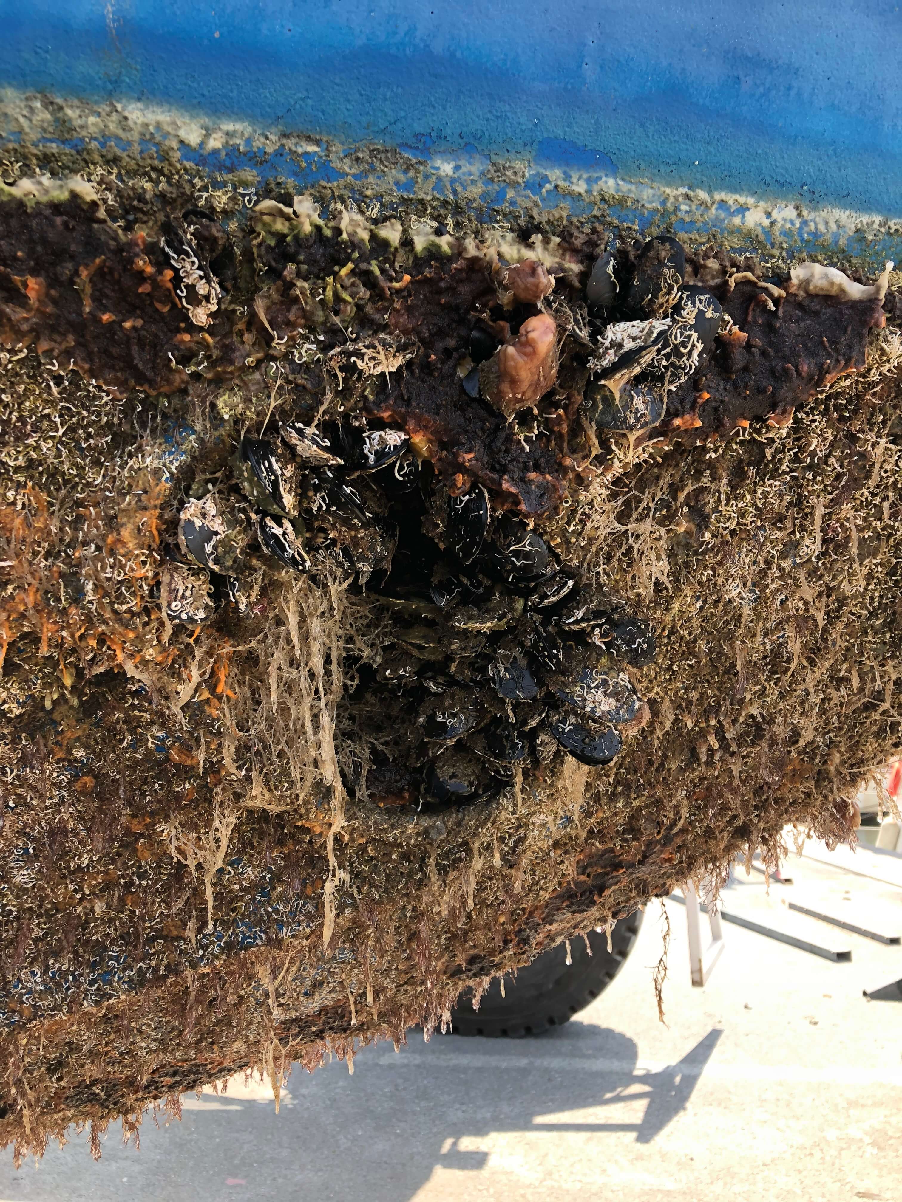 Hélice et arbre repeints à l'antifouling