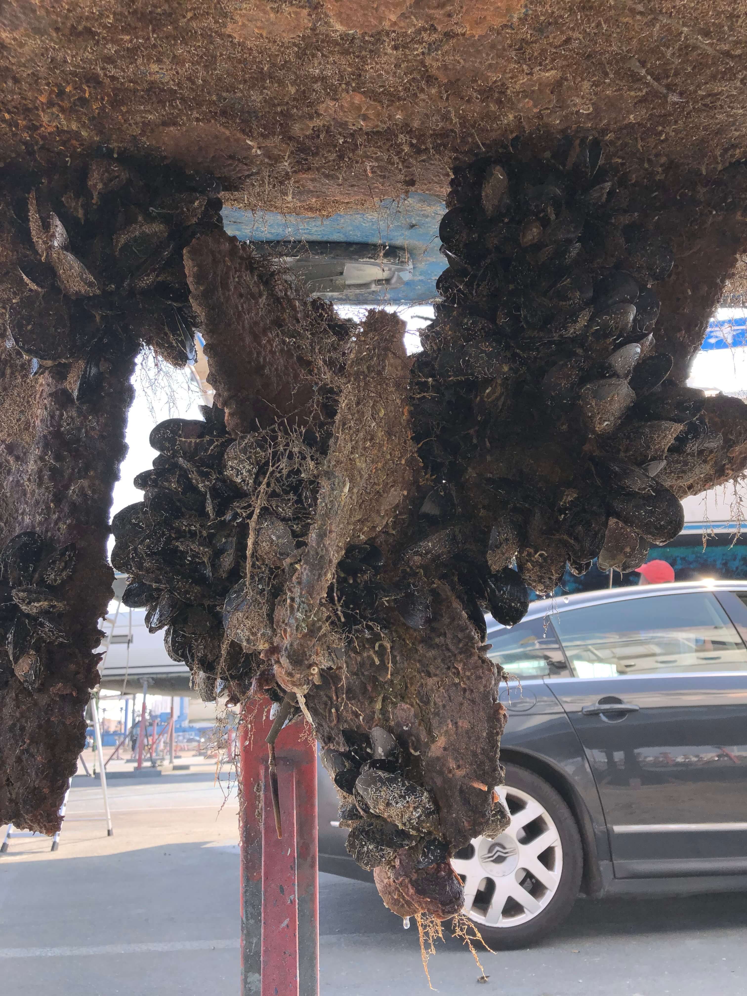 Étrave repeinte, antifouling noir frais sous la ligne de flottaison